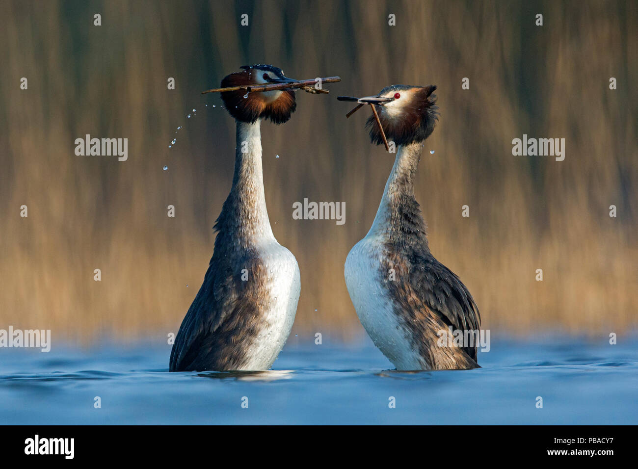 Svasso maggiore (Podiceps cristatus) coppia nel corteggiamento di erbaccia durante la danza di corteggiamento vicino a reedbed. I Paesi Bassi. Aprile. Foto Stock