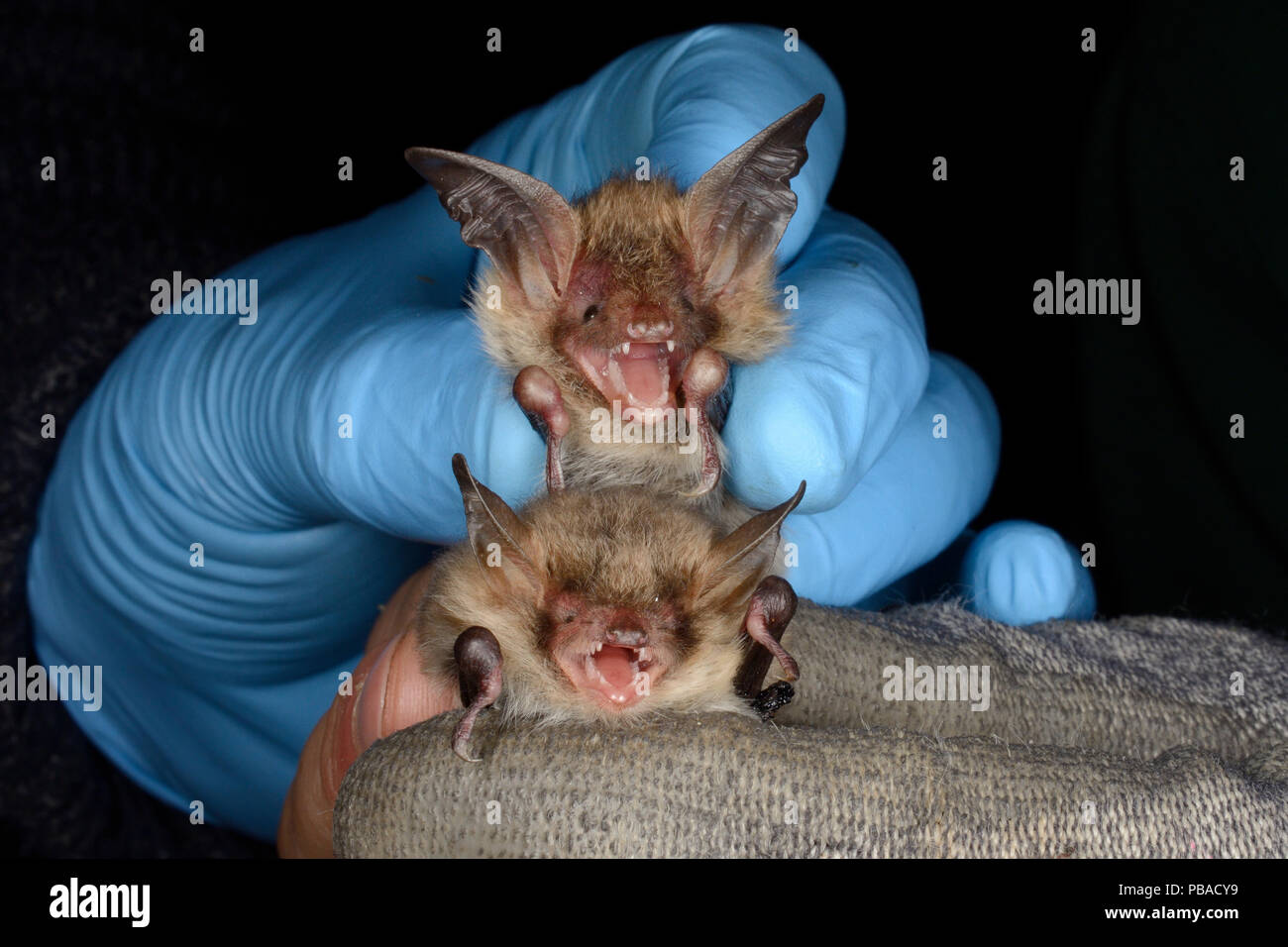 Bechstein bat (Myotis bechsteinii) mantenuto al di sopra di un Natterer bat (Myotis nattereri) per confronto durante un autunno sciamare sondaggio eseguito da Wiltshire Bat Gruppo, vicino a Box, Wiltshire, Regno Unito, Settembre. Modello rilasciato. Foto Stock