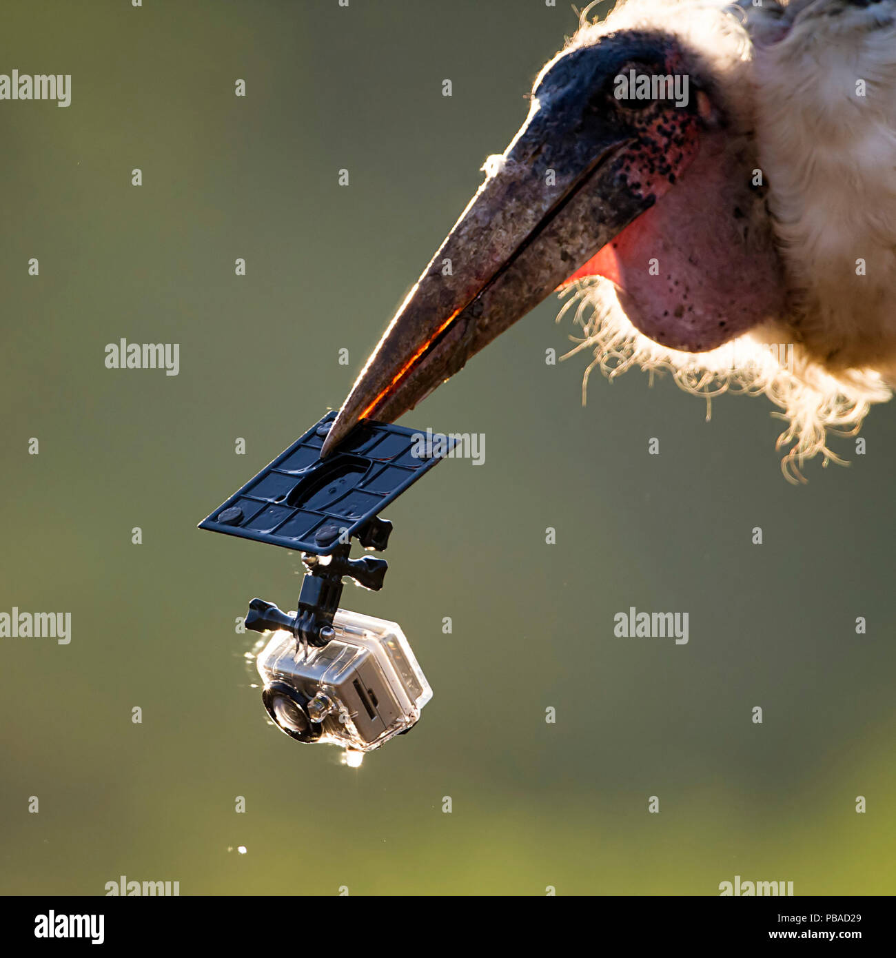 Marabou stork (Leptoptilos crumenifer) con parte della videocamera remota  nel suo becco, Mkuze, Sud Africa Foto stock - Alamy