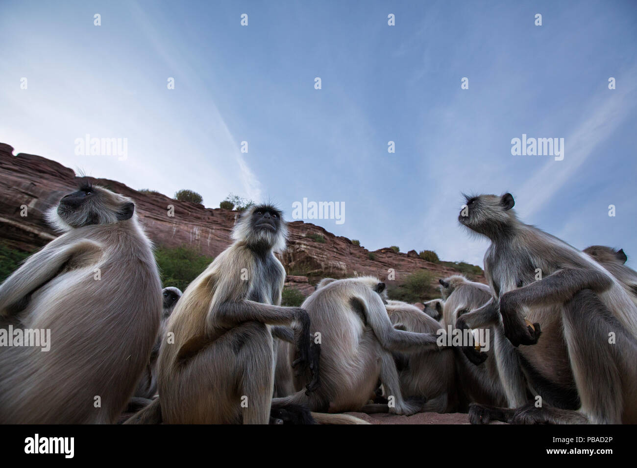 Pianure meridionali langur grigio / Hanuman langurs (Semnopithecus dussumieri) gruppo di femmine alimentazione sulle patate lasciate come offerta a un tempio. Jodhpur, Rajasthan, India. Marzo. Foto Stock