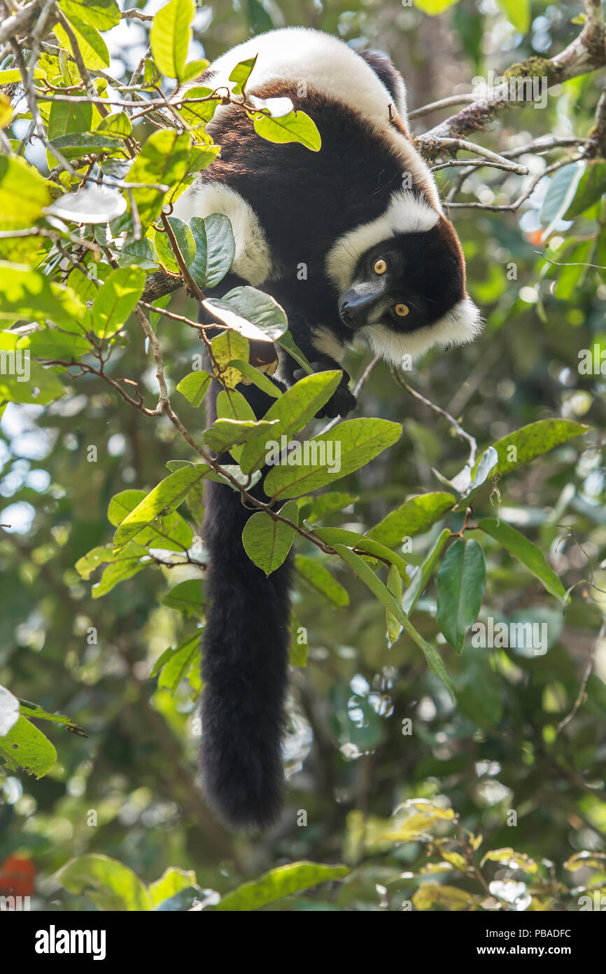 Sud del bianco e nero lemure Ruffed (Varecia variegata editoru) Andasibe-Analamazaotra SR, Madagascar Foto Stock