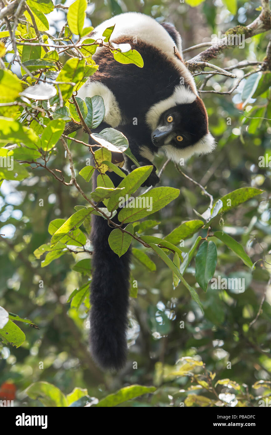 Sud del bianco e nero lemure Ruffed (Varecia variegata editoru) Andasibe-Analamazaotra SR, Madagascar Foto Stock