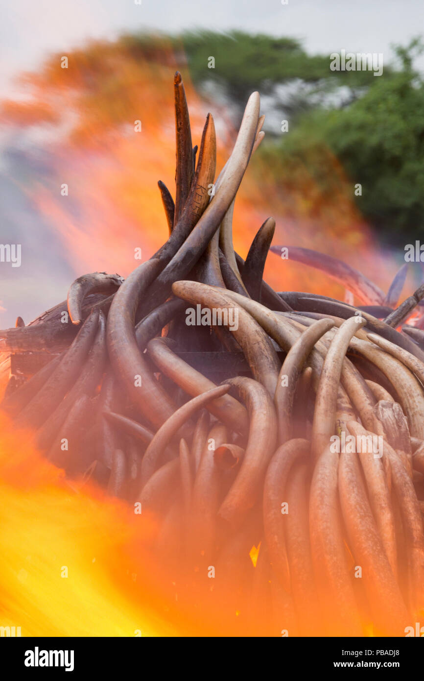 Pile di africana di avorio di elefante impostato sul fuoco dal Kenya Wildlife Service (KW). Questo burn incluso oltre 105 tonnellate di avorio di elefante, del valore di oltre 150 milioni di dollari. Il Parco Nazionale di Nairobi, Kenya, 30 aprile 2016. Foto Stock