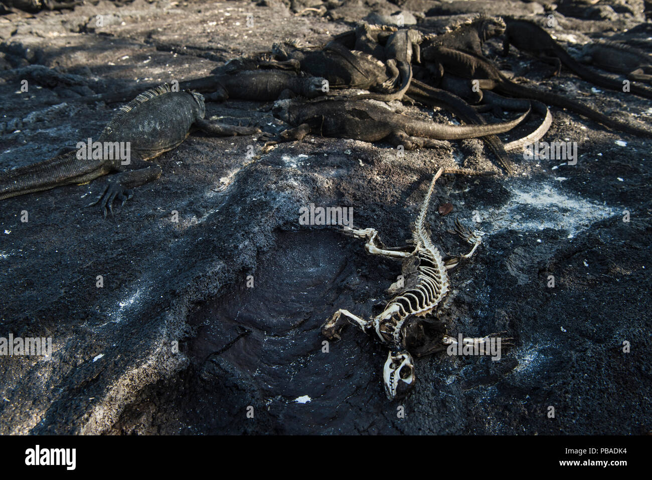 Iguane Marine (Amblyrhynchus cristatus) crogiolarsi sulla roccia accanto a scheletro di uno che morti di fame. Insolitamente caldo El Nino acque hanno ucciso un sacco di alghe che è il cibo per questi iguana. Fernandina Island, Galapagos, aprile 2016. Foto Stock
