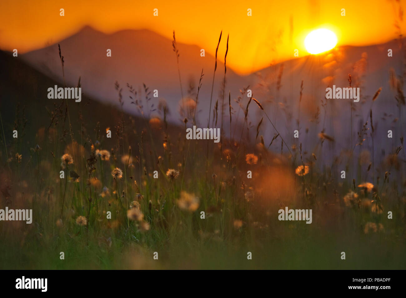 Fiori Selvatici nel Parco Nazionale del Pollino al tramonto, Italia. Giugno 2009. Foto Stock