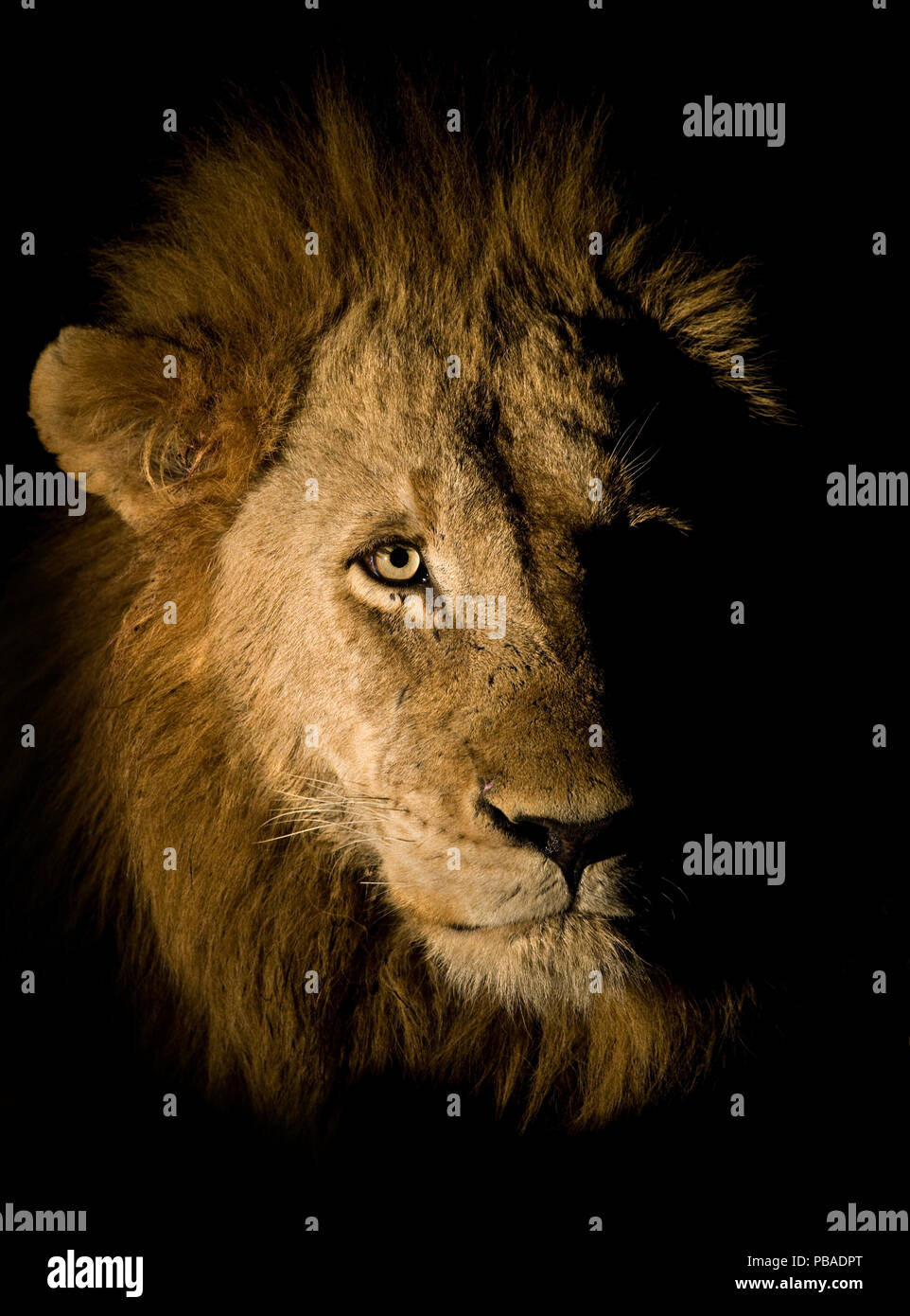 Lion (Panthera leo) Fotografato di notte utilizzando un lato accesa la luce spot, Sabi Sand Game Reserve, Sud Africa Foto Stock