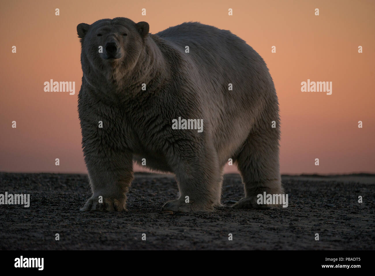 Orso polare (Ursus maritimus) ritratto contro il cielo al tramonto, Bernard allo spiedo, spegnere il 1002 Area, Arctic National Wildlife Refuge, versante Nord, Alaska, STATI UNITI D'AMERICA, Settembre. Le specie vulnerabili. Foto Stock
