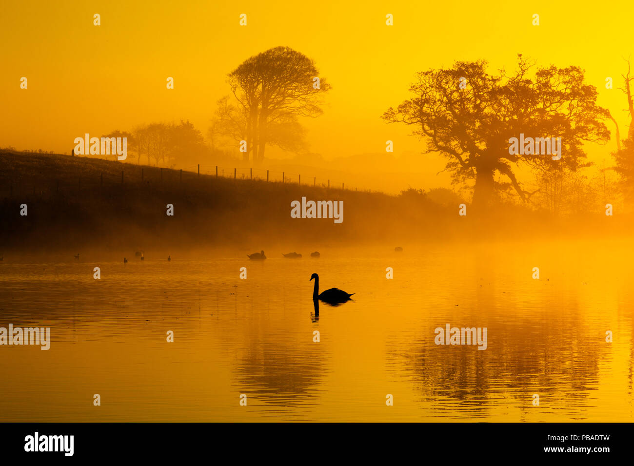 Cigni (Cygnus olor) sulle acque all'alba su mattinata nebbiosa, Norfolk, Inghilterra, Regno Unito. Novembre. Foto Stock