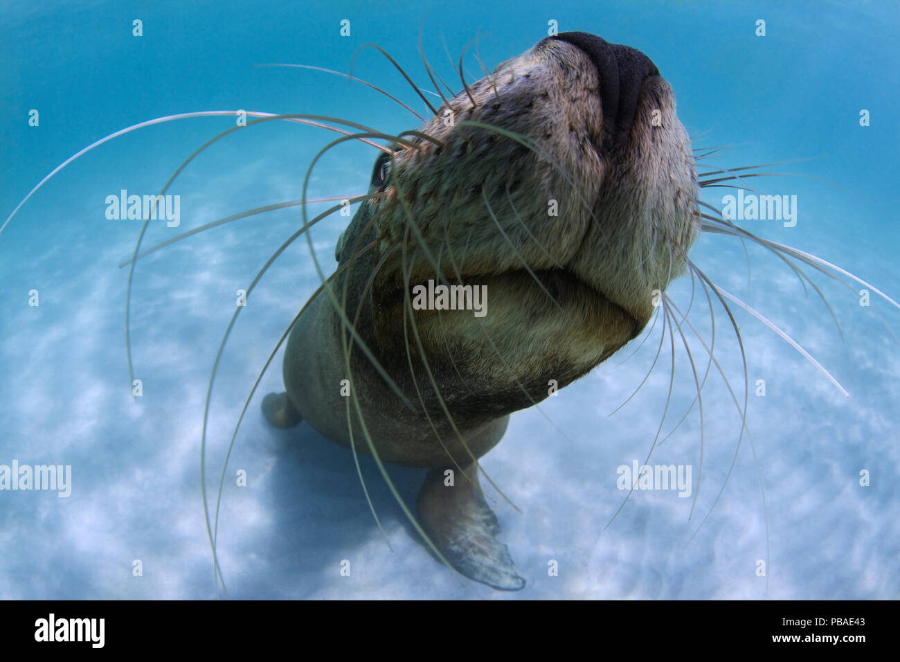 I capretti Australian Sea Lion (Neophoca cinerea) si avvicina con curiosità, con dettagli di baffi, Carnac Island, Western Australia. Foto Stock