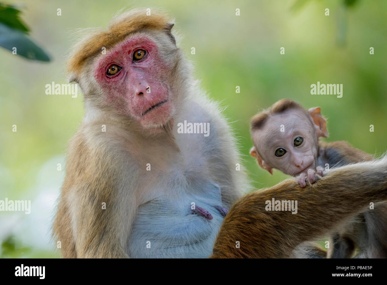 Toque macaque (Macaca sinica) mather e infantile, Yala National Park, Sud della provincia, Sri Lanka. Foto Stock