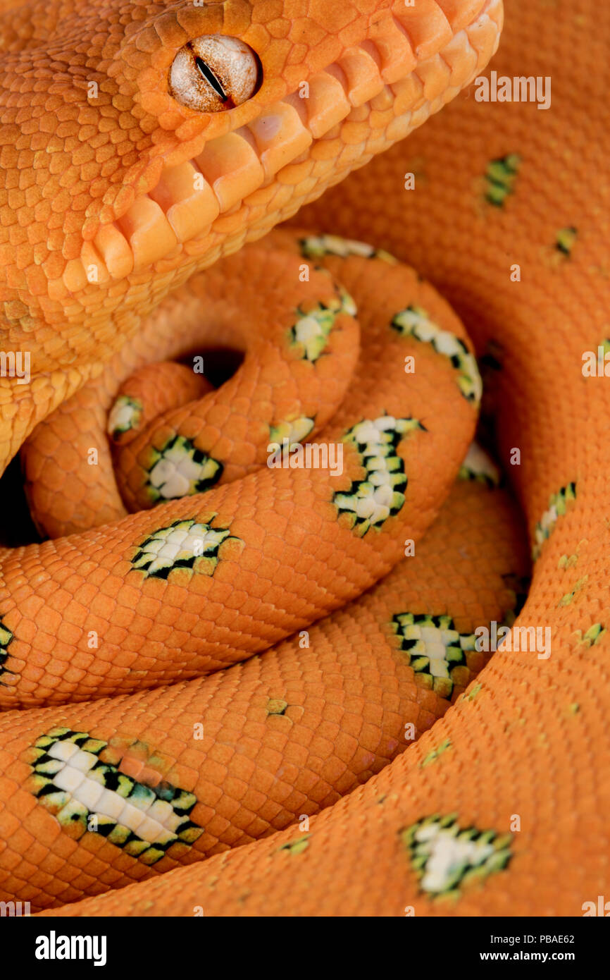 Emerald tree Boa (Corallus batesii) close up ritratto di bambino mentre appeso su un ramo. Tambopata, di Madre de Dios, Perù. Foto Stock