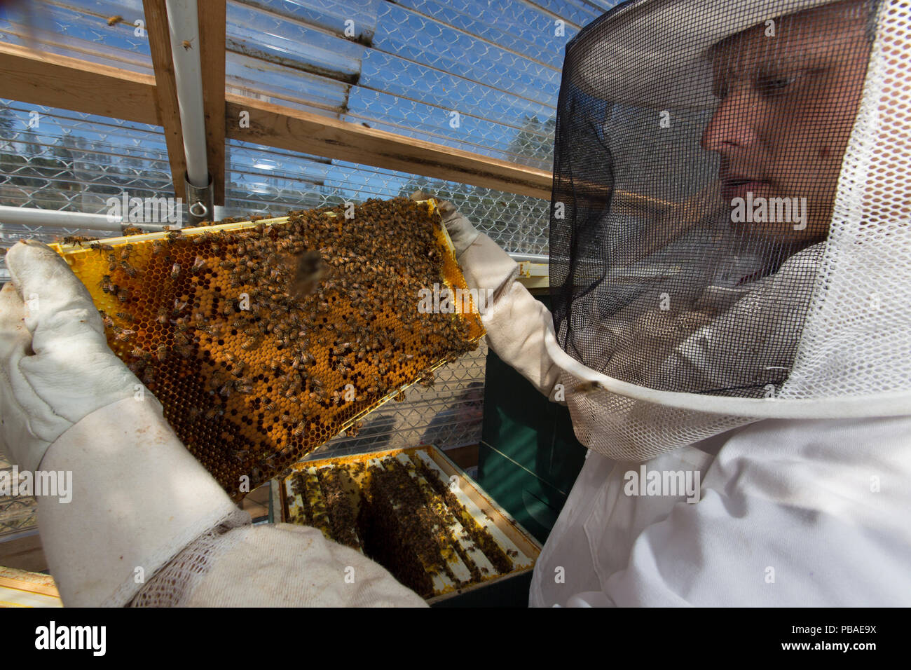 Detenuto apicoltore con favo di miele delle api (Apis mellifera). I detenuti in questo carcere sono apicoltura come parte della sostenibilità in prigione programma, Stafford Creek correzioni Center, Washington, Stati Uniti d'America. Settembre 2012. Foto Stock