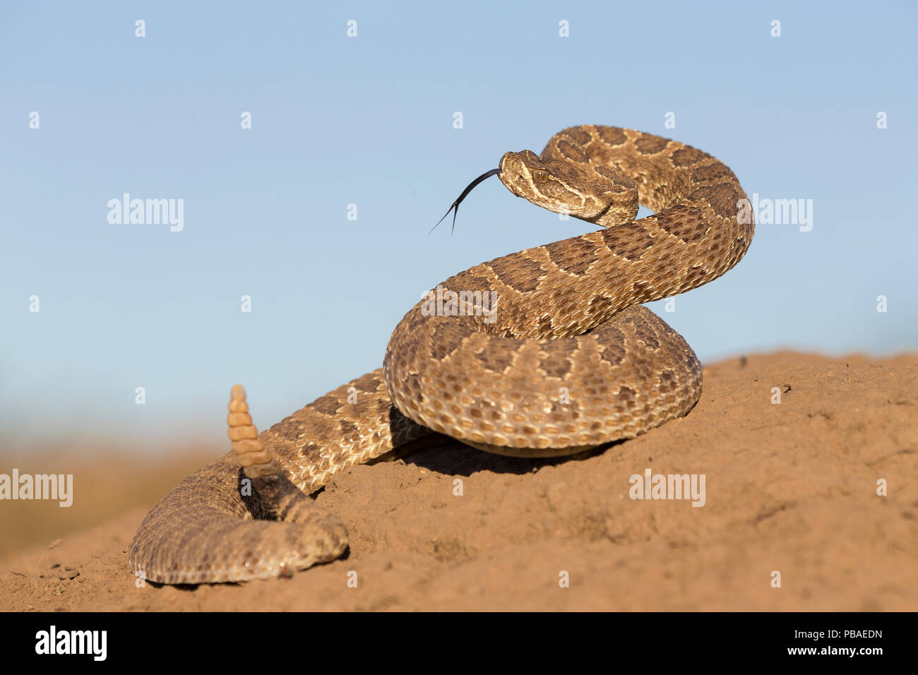 Prairie rattlesnake (Crotalus viridis viridis), minaccia display, Dakota del Sud, Stati Uniti d'America Settembre. Foto Stock