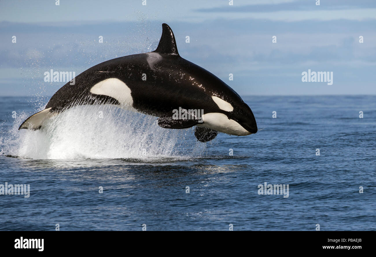 Orca (Orcinus orca) violare mentre caccia delfino comune False Bay, Sud Africa, aprile. Foto Stock