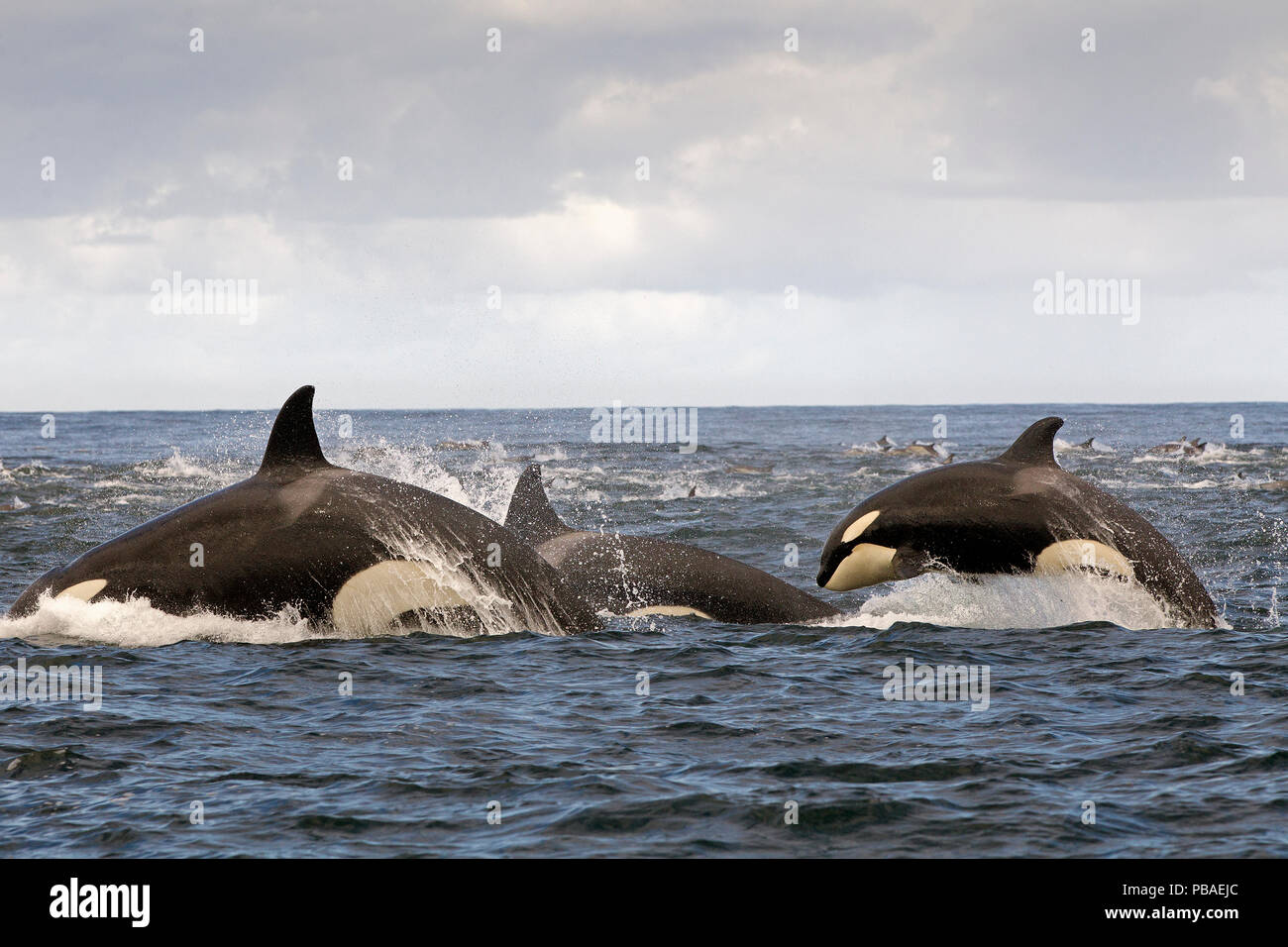 Orca (Orcinus orca) pod caccia delfino comune in corrispondenza della superficie, False Bay, Sud Africa, aprile. Foto Stock
