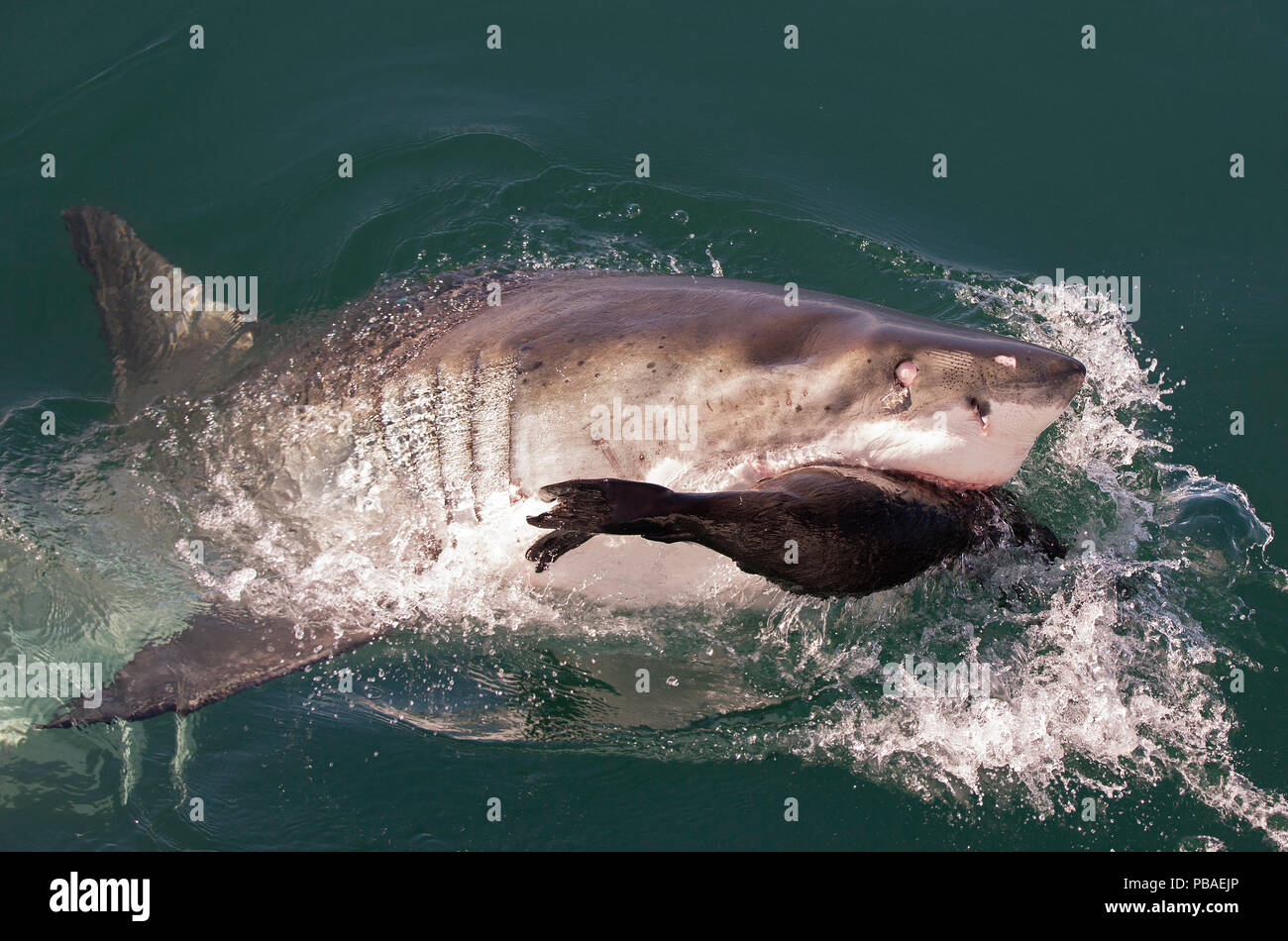 Il grande squalo bianco (Carcharodon carcharias) anteriori a Cape pelliccia sigillo (Arctocephalus pusillus) Guarnizione Isola, False Bay, Sud Africa, Luglio. Sequenza 3 di 3 Foto Stock