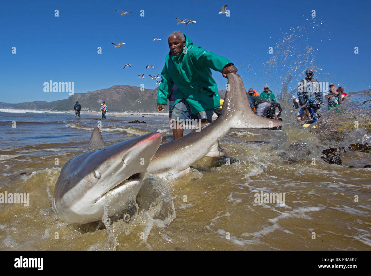 Bronze whaler shark (Carcharhinus brachyurus), catturati nelle tradizionali seine net e rilasciato dal pescatore, Muizenberg Beach, Città del Capo, Sud Africa, Gennaio 2014 Foto Stock