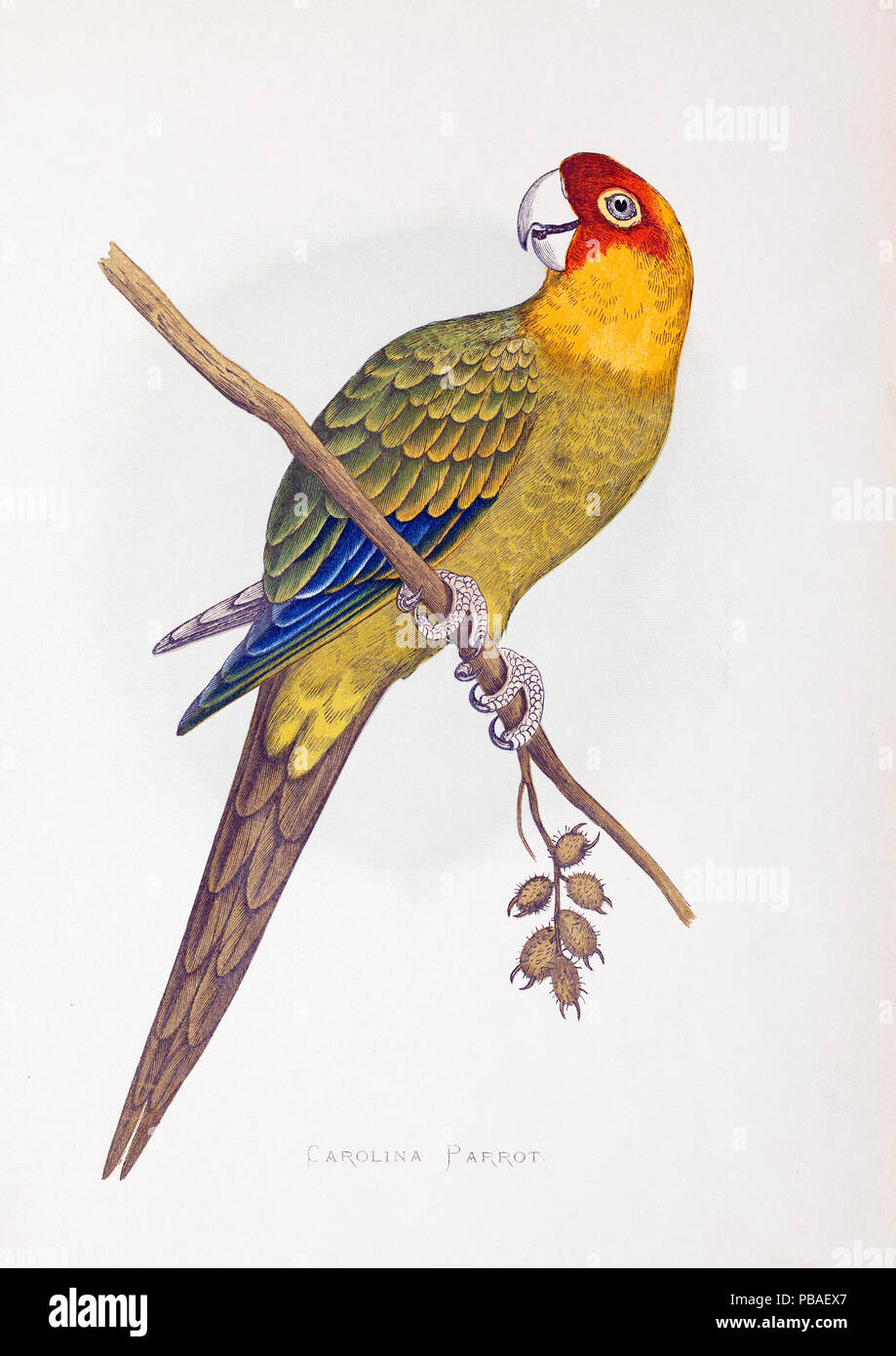 Illustrazione di Carolina parrot (Conuropsis carolinensis) da W. T. Greene pappagalli in cattività, George Bell and Sons, 1884 - 1887. Incisione su legno da Benjamin Fawcett dopo disegni di A.F. Lydon. Questa specie è stato il solo nativo parrot negli Stati Uniti ed è stata dichiarata estinta nel 1939. Foto Stock