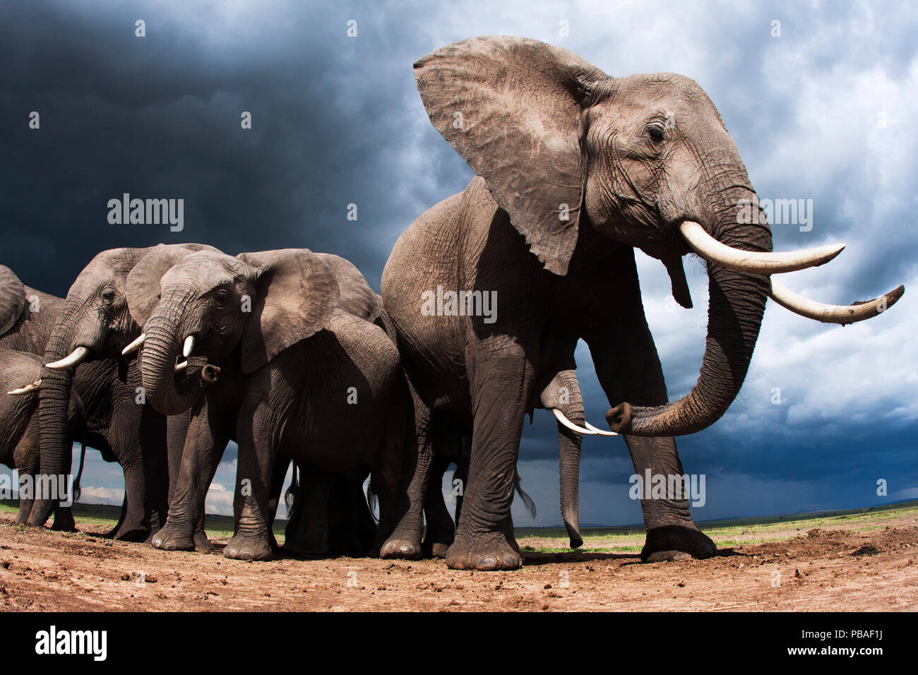 L'elefante africano (Loxodonta africana) alimentazione sul suolo sciolto per i suoi minerali, con cielo tempestoso dietro, il Masai Mara riserva nazionale del Kenya. Prese con telecomando ampio angolo fotocamera. Foto Stock