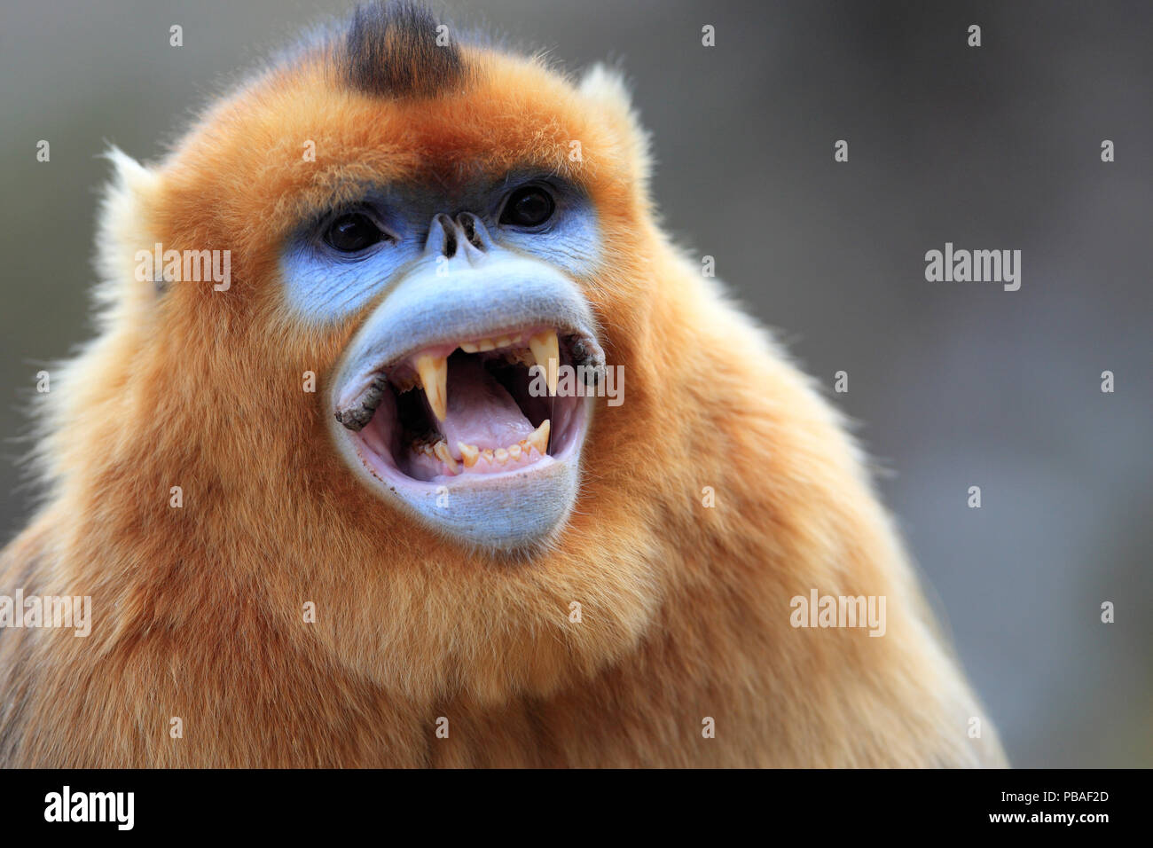 Scimmia dorata (Rhinopithecus roxellana) maschio mostra denti canini, montagne Qinling, Cina. Foto Stock