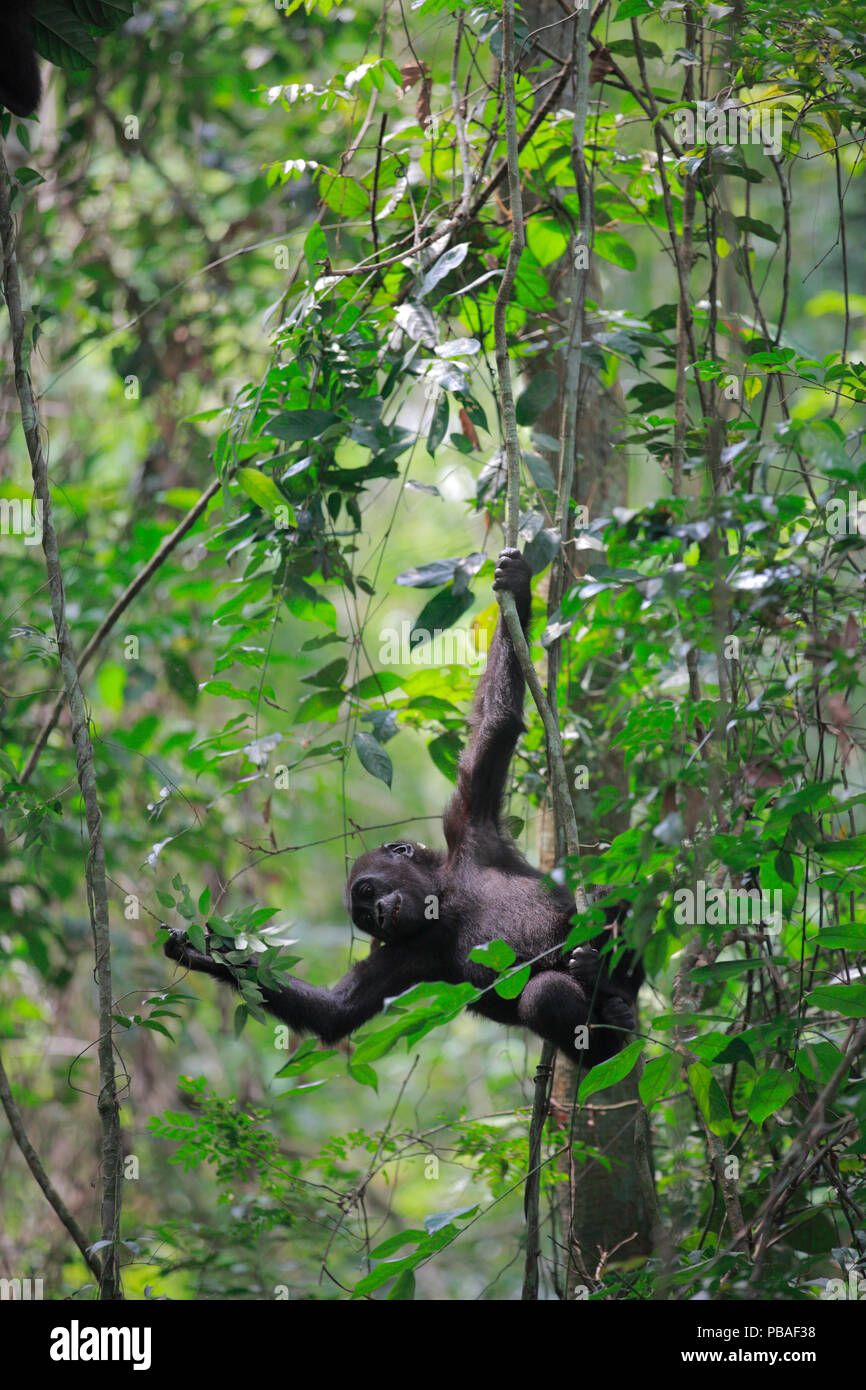 Pianura occidentale (gorilla Gorilla gorilla gorilla) giovani gorilla nato nel selvaggio a reintrodotto gorilla, giocando nella struttura ad albero, PPG progetto di reintroduzione gestiti da Aspinall. Foundation, altopiano Bateke National Park, Gabon, giugno 201 Foto Stock