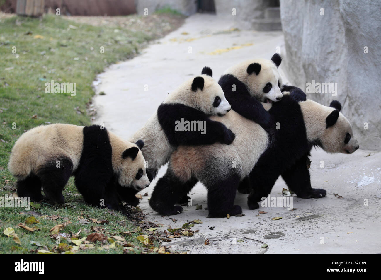 Panda gigante (Ailuropoda melanoleuca) femmina e tre ragazzi età un anno e mezzo. Chengdu Panda Centro di allevamento, Sichuan, in Cina. Foto Stock