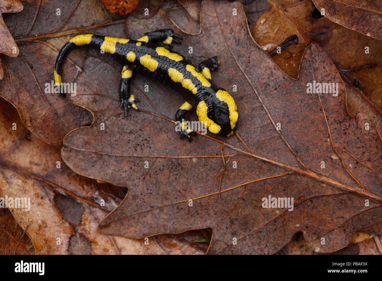 Salamandra pezzata (Salamandra salamandra) nella figliata di foglia, Borgogna, in Francia, in aprile. Foto Stock