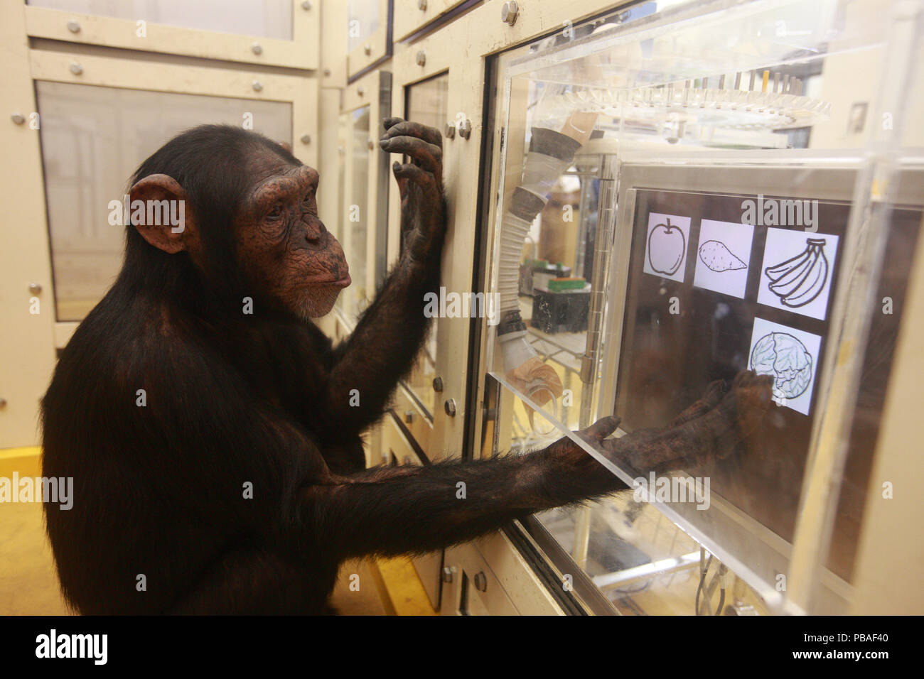 Uno scimpanzé (Pan troglodytes) nel disegno rispetto al riconoscimento di foto esperimento, Università di Tokyo, Giappone Foto Stock