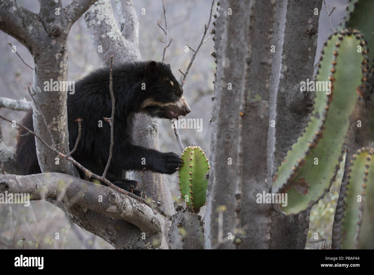 Spectacled bear (Tremarctos ornatus) fino ad albero Chaparri, Riserva Ecologica, Perù Foto Stock