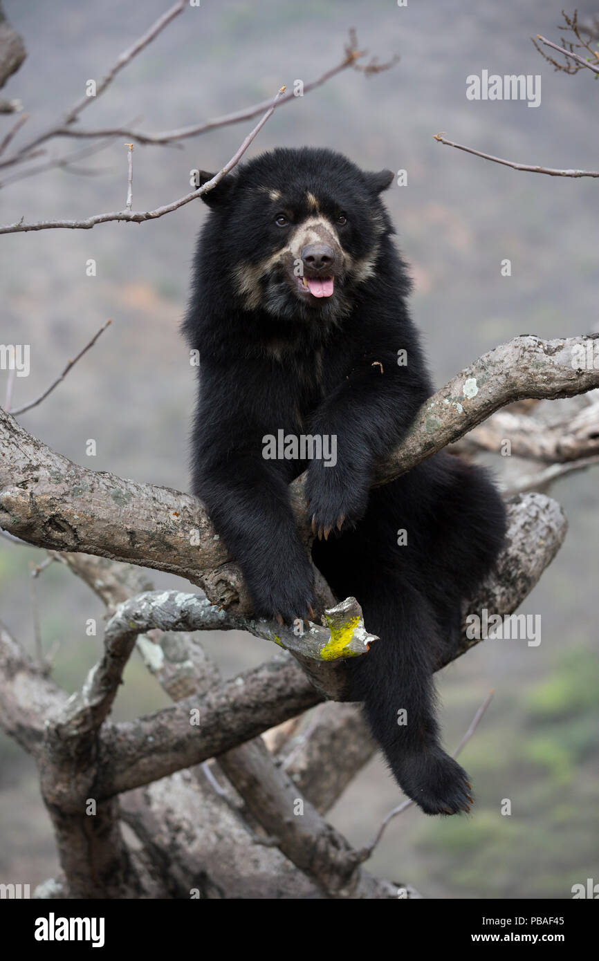 Spectacled bear (Tremarctos ornatus) fino ad albero Chaparri, Riserva Ecologica, Perù Foto Stock