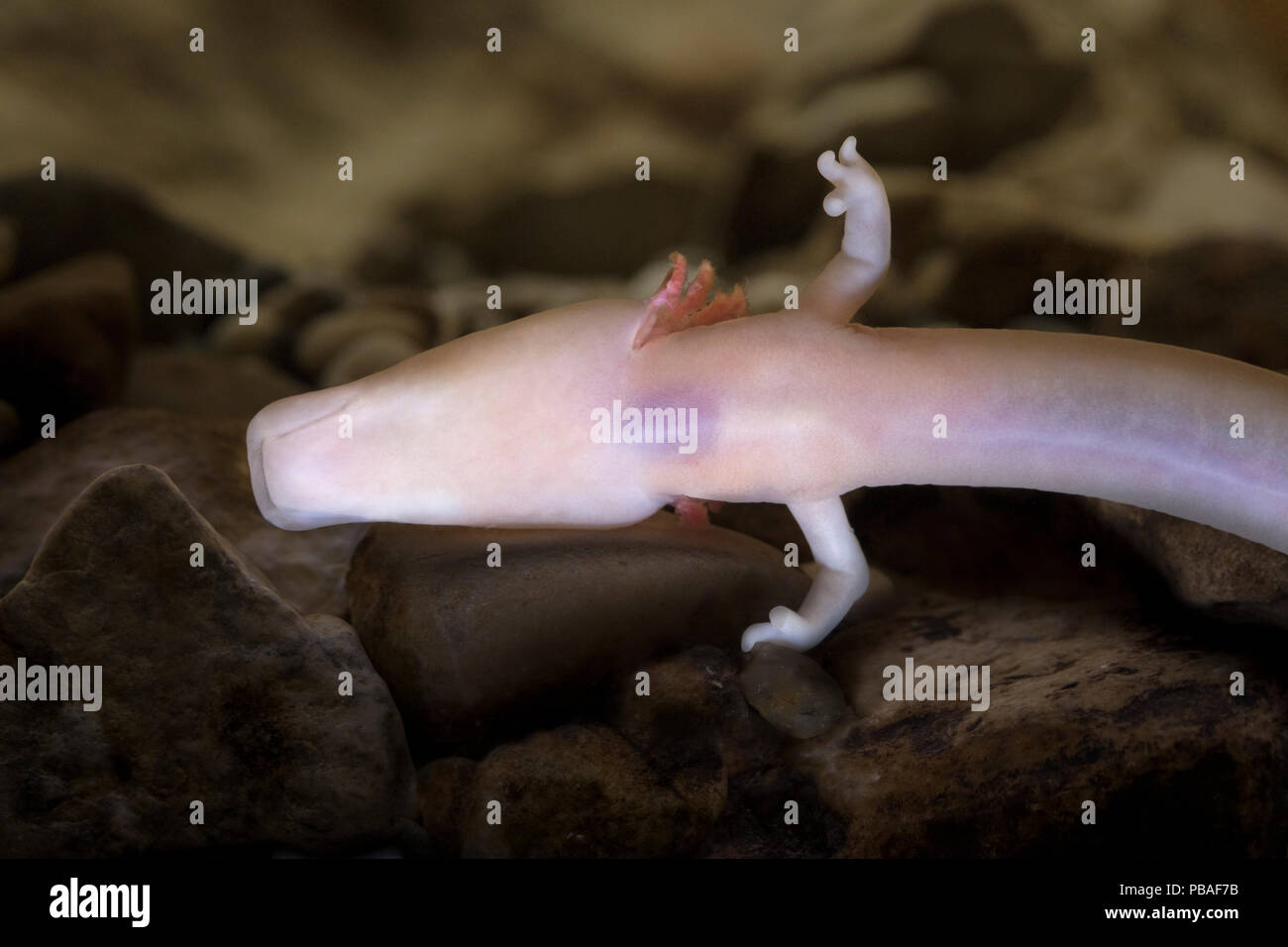 Olm (Proteus anguinus) un blind cave salamander. Captive, Slovenia. Foto Stock