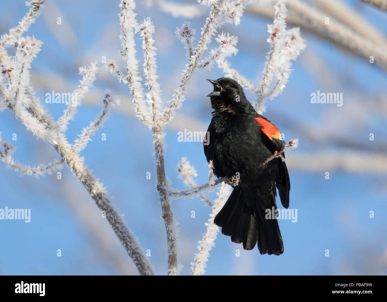 Rosso-winged Blackbird (Agelaius phoeniceus) maschio cantare dal ghiaccio ramo coperti in primavera, Ithaca, New York, Stati Uniti d'America. Foto Stock