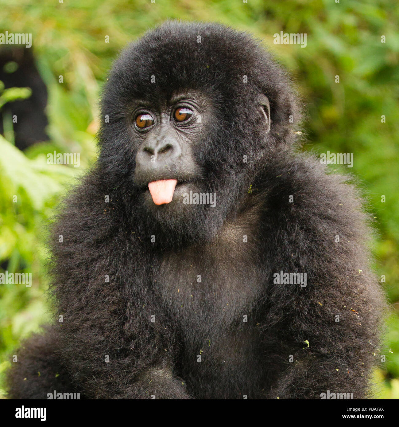 I gorilla di montagna (Gorilla beringei beringei) baby spuntavano lingua, Parco Nazionale Vulcani / Parc National des Volcans, Ruanda. Foto Stock