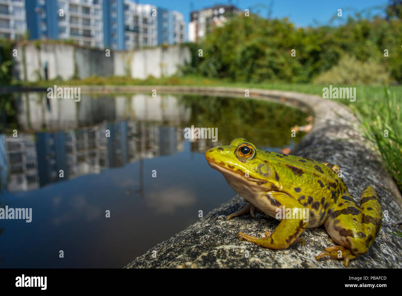 Unione rana verde (Rana esculenta) nel parco urbano, accanto al laghetto con edifici di distanza, Grenoble, Francia, Maggio. Foto Stock