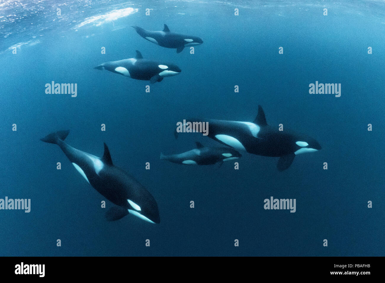 Le orche assassine / Orcas (Orcinus orca) grande baccello compresi vitello che viaggiano insieme mentre rovistando su grandi scuole di aringa (Clupea harengus) nelle fredde acque del nord della Norvegia, Gennaio Foto Stock