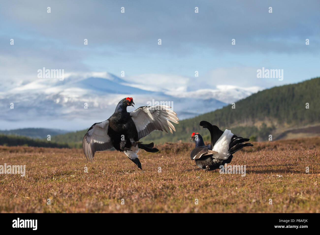 Due nero gallo cedrone (Tetrao tetrix) maschi combattimenti a lek, Cairngorms National Park, Grampian, Scozia, Regno Unito, maggio 2015. Foto Stock