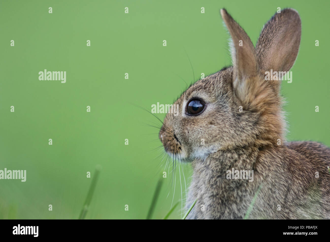 Coniglio (oryctolagus cuniculus) capretti Borgogna, Francia. Foto Stock