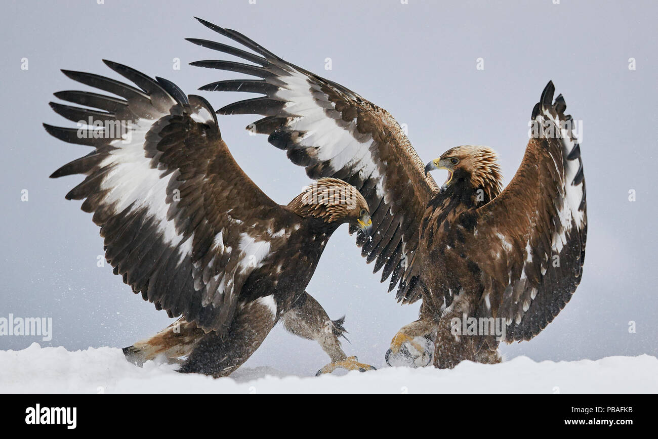 L' aquila reale (Aquila chrysaetos) due scontri di neve, Norvegia Novembre Foto Stock