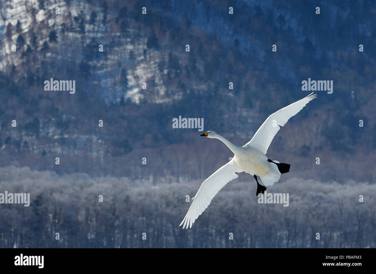 Whooper swan (Cygnus cygnus) in volo, Hokkaido in Giappone Febbraio Foto Stock