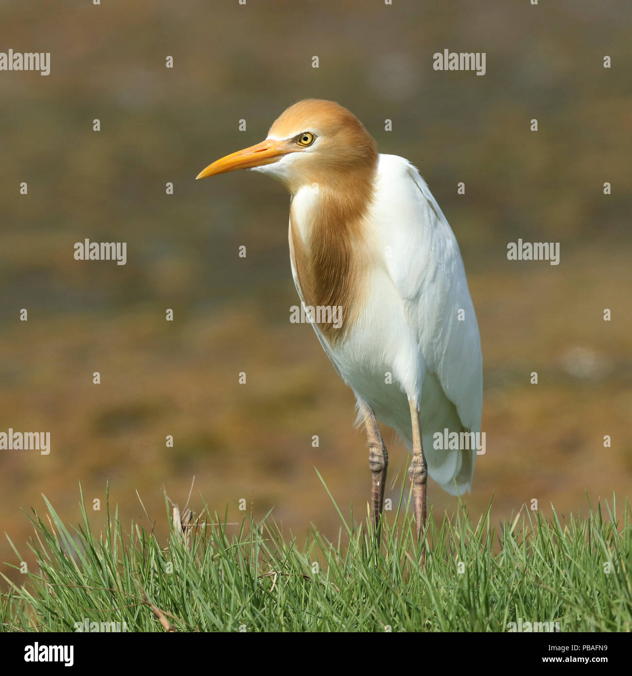 Eastern airone guardabuoi (Bubulcus coromandus) in allevamento piumaggio, Oman, può Foto Stock