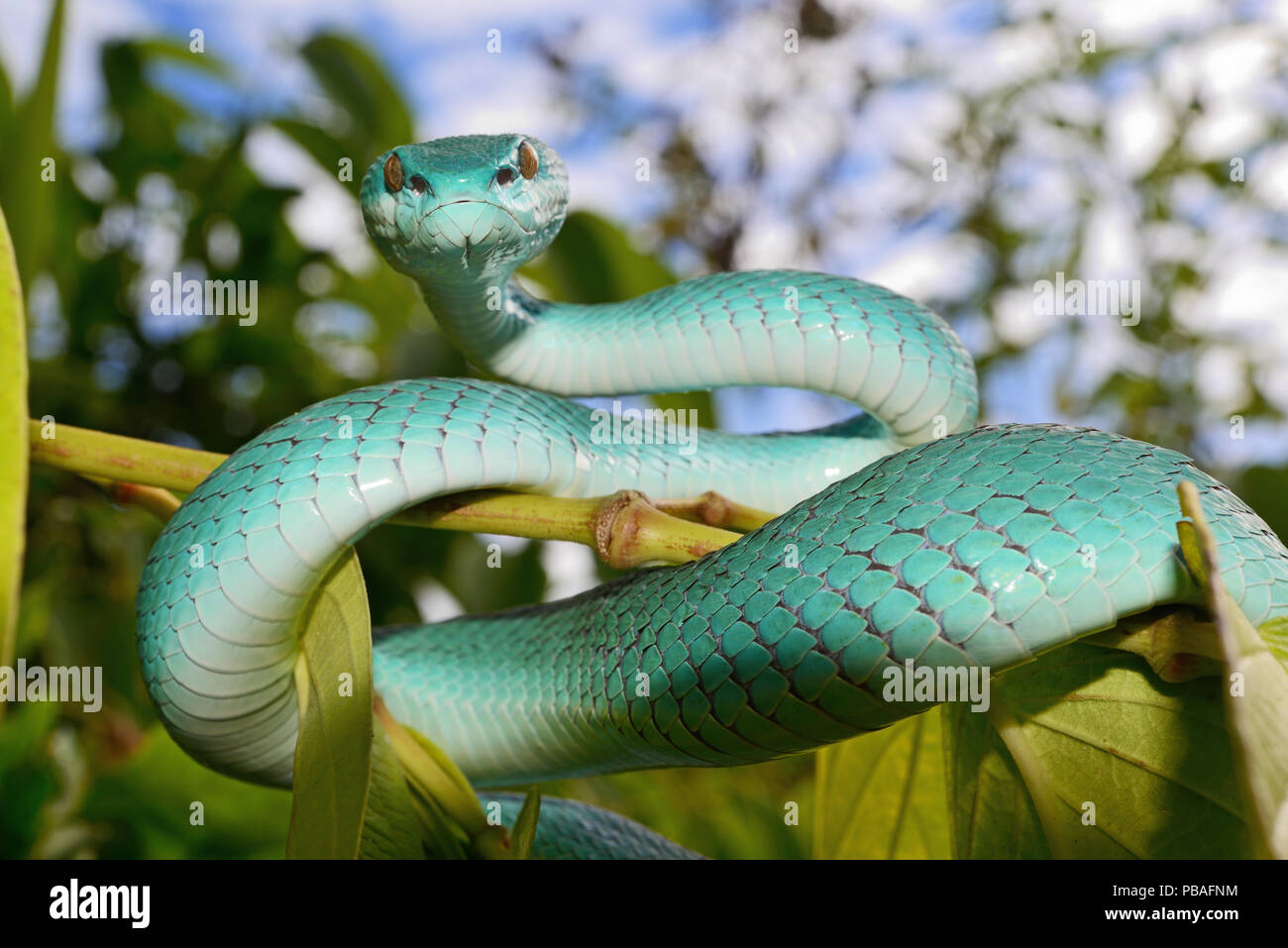 Isola di Sunda pitviper (Trimeresurus insularis) nella struttura ad albero, Isola di Komodo. Foto Stock