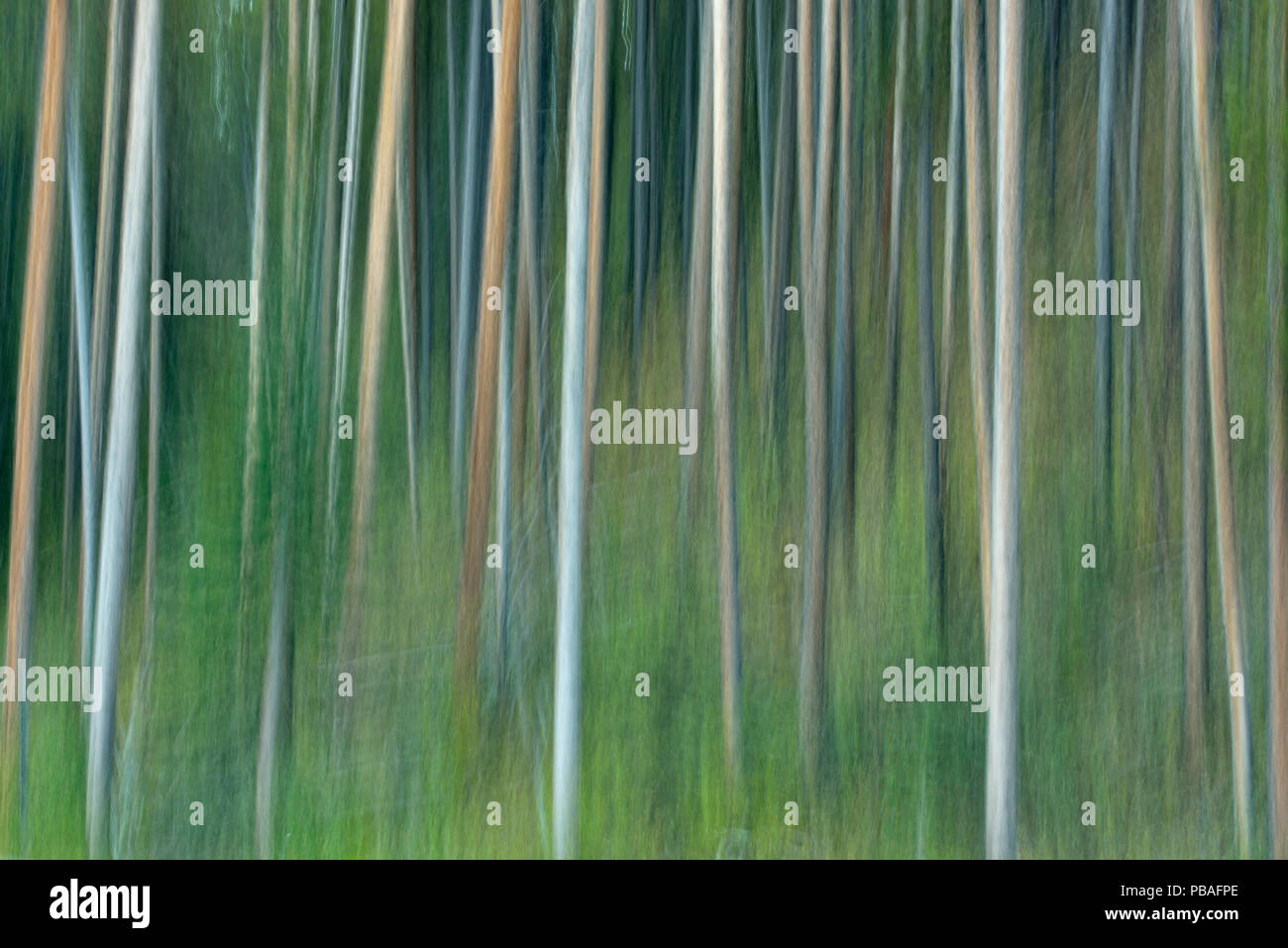 Lodgepole Pine Forest, il Parco Nazionale di Banff, Alberta, Canada Foto Stock