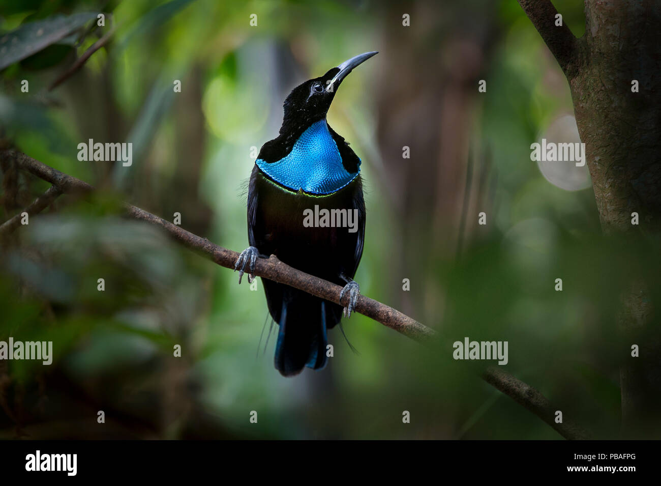 Ringhiando riflebird (Ptiloris intercedens) maschio, Adelbert Mountain Range, Madang Provincia, Papua Nuova Guinea. Endemica. Foto Stock