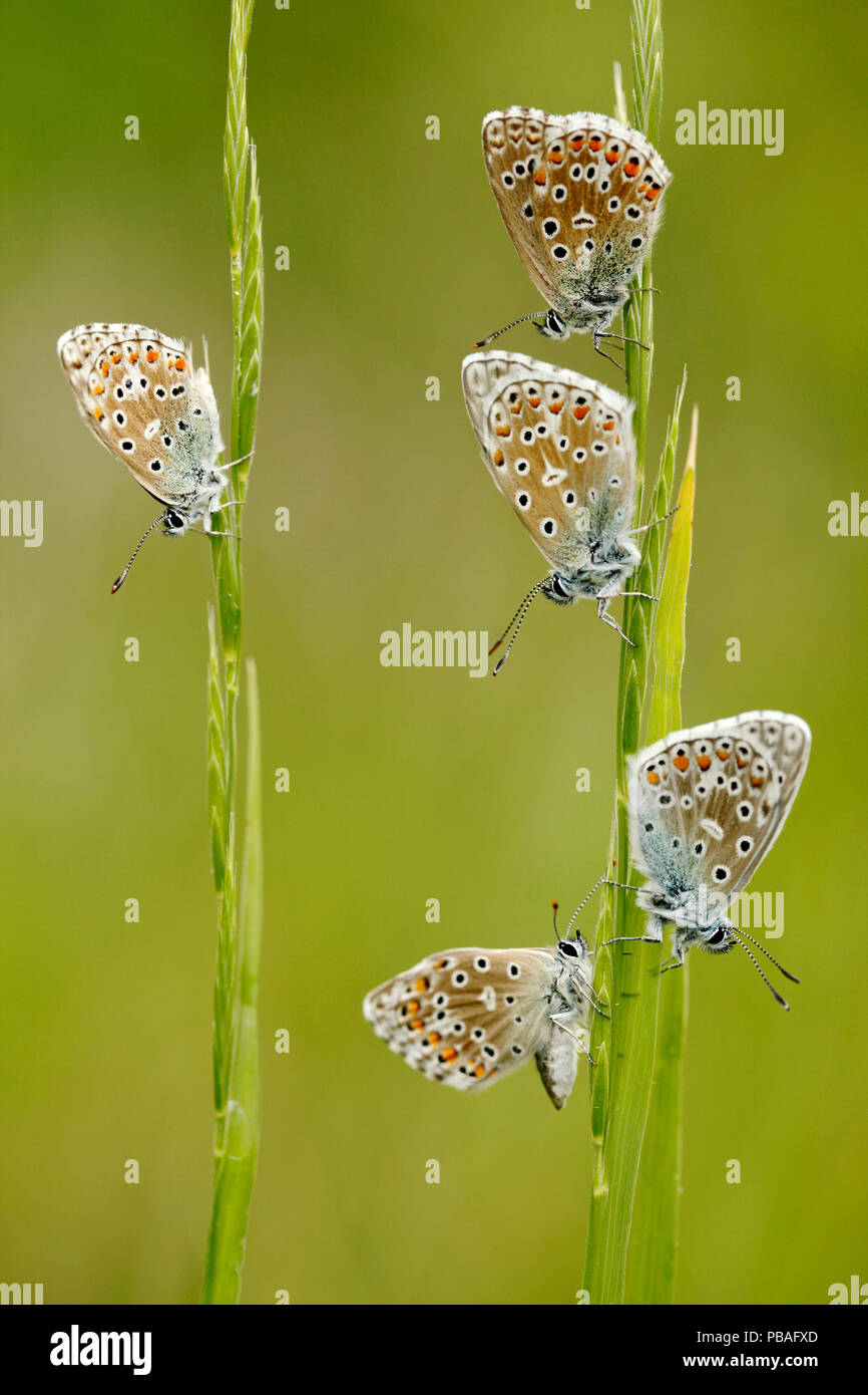 Cinque Adone farfalle blu (Polyommatus bellargus), La Brenne Parco Naturale Regionale, Francia, Maggio. Foto Stock