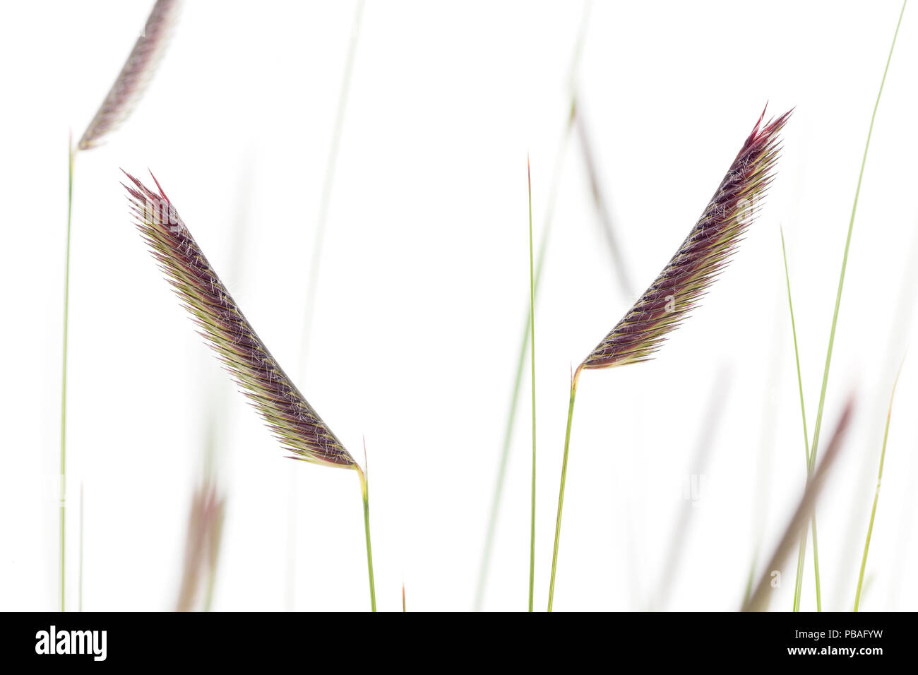 Blue grama erba (Bouteloua gracilis), una prateria di erba, il Dakota del Sud, STATI UNITI D'AMERICA Foto Stock