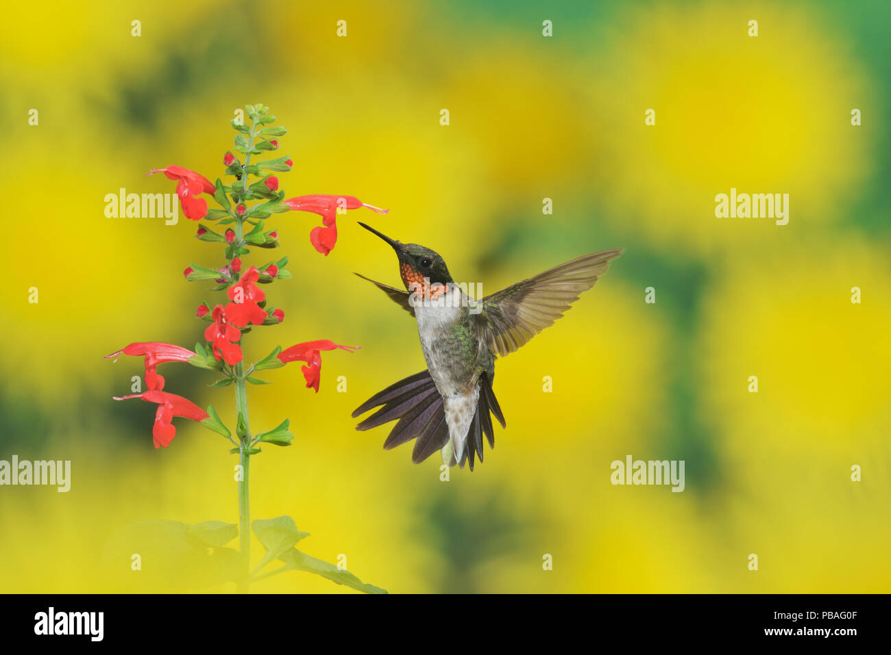 Ruby-throated hummingbird (archilochus colubris), maschio in volo su alimentazione Tropical salvia (Salvia coccinea) fiore, Hill Country, Texas, Stati Uniti d'America. Settembre Foto Stock