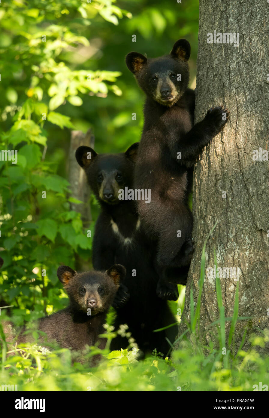 Orsi neri (Ursus americanus) tre lupetti, uno scalare, Minnesota, USA, Giugno Foto Stock