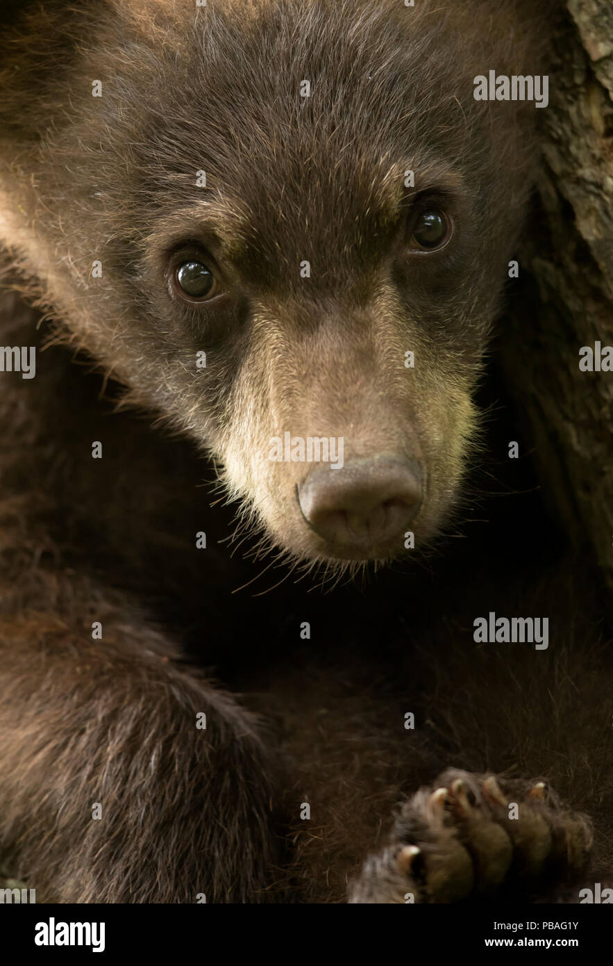 Black Bear (Ursus americanus) cub, close up ritratto, Minnesota, USA, Giugno Foto Stock