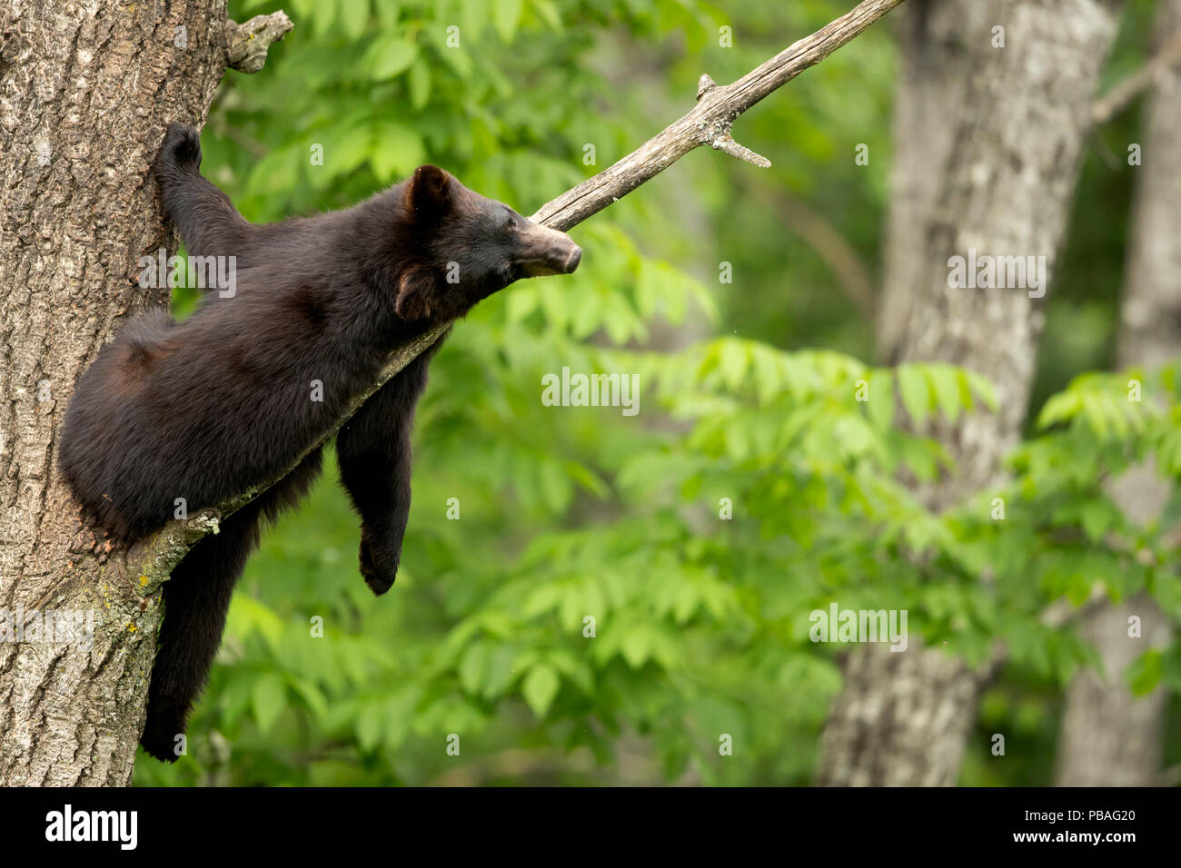 Black Bear (Ursus americanus) cub in appoggio in una struttura ad albero, Minnesota, USA, Giugno Foto Stock