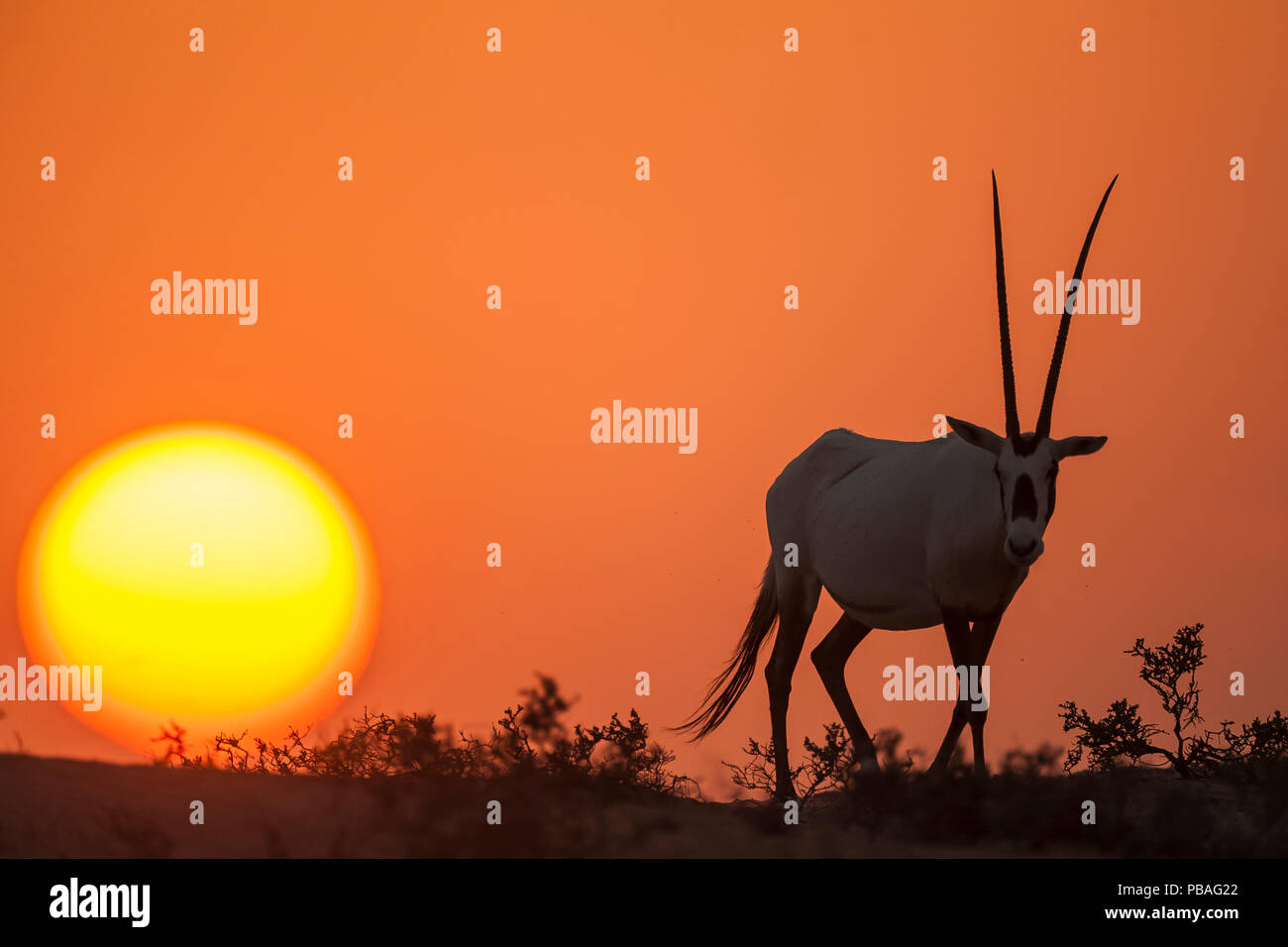 Arabian Oryx (Oryx leucoryx) al tramonto. Precedentemente estinto nel selvaggio, il loro stato di conservazione è ormai stabile grazie a sforzi di conservazione.Il maschio è parte di un programma di reintroduzione in Dubai, UAE. Foto Stock